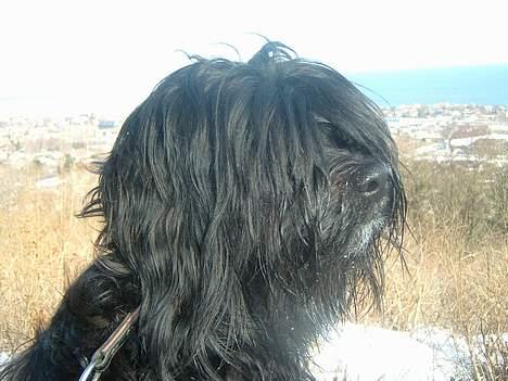 Tibetansk terrier Sir. Gavin billede 18