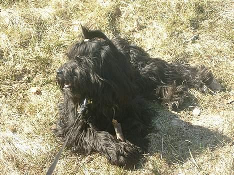 Tibetansk terrier Sir. Gavin billede 19