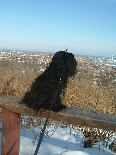 Tibetansk terrier Sir. Gavin billede 20