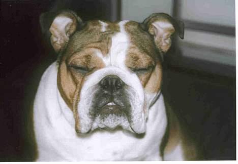 Engelsk bulldog Betty - tænker? billede 11