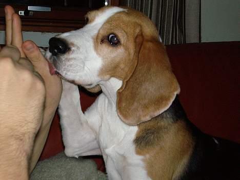 Beagle Otto billede 1