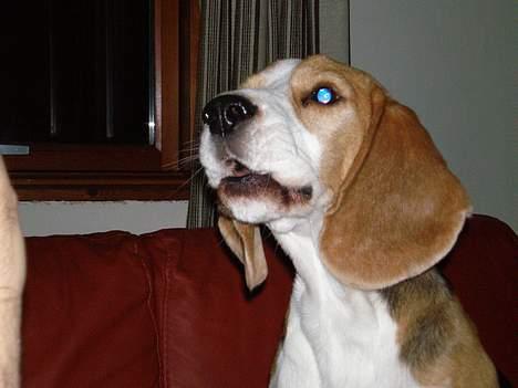 Beagle Otto billede 2