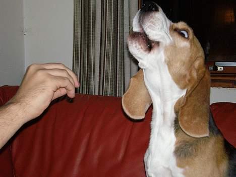 Beagle Otto billede 3