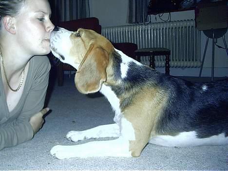 Beagle Otto billede 4