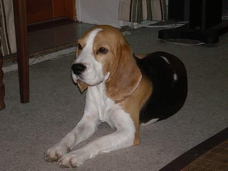 Beagle Otto billede 5