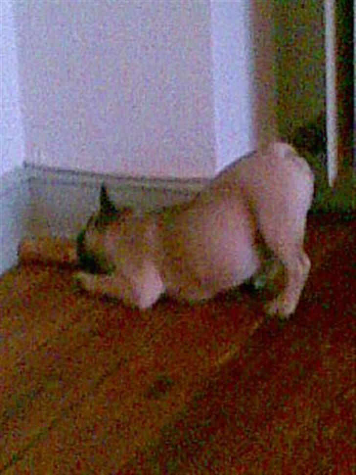 Fransk bulldog Ludwig - Så kan man bedre....snu billede 4