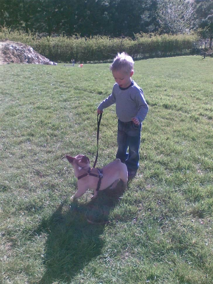 Fransk bulldog Ludwig - Han syntes ik jeg er så farlig når bare jeg er i snor ;O) billede 5