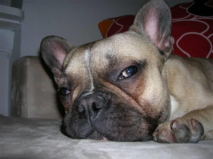 Fransk bulldog Ludwig - Er du nu der igen... billede 6