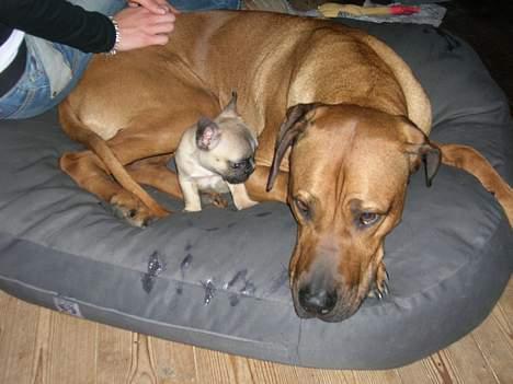 Fransk bulldog Ludwig - Det er da hyggeligt at putte. billede 7