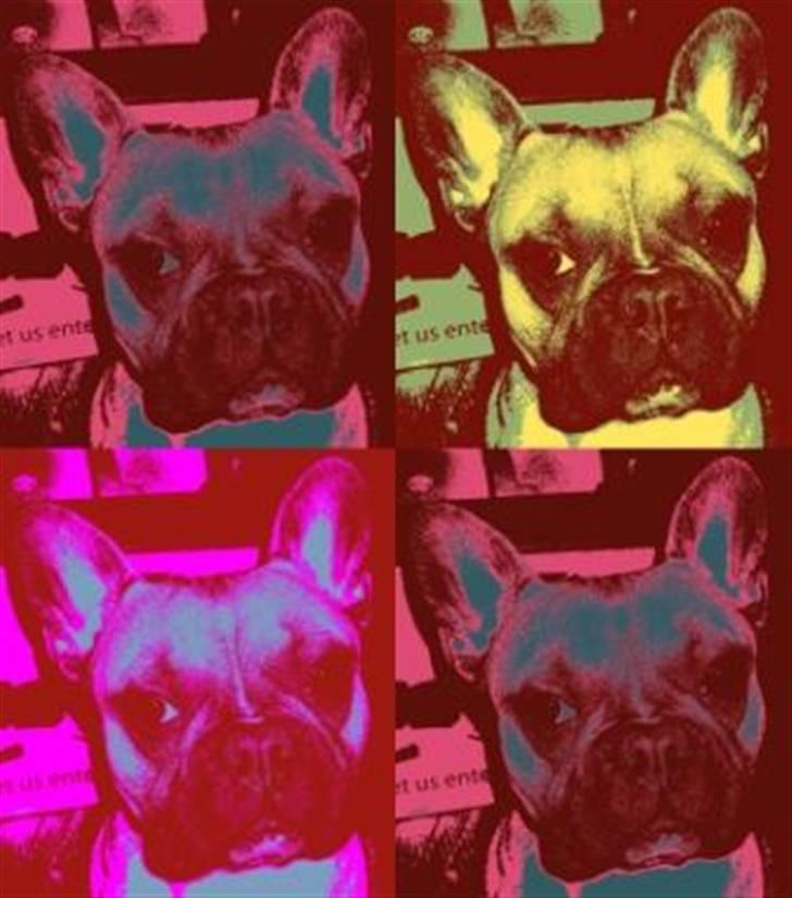 Fransk bulldog Ludwig - Nu med farver... billede 8