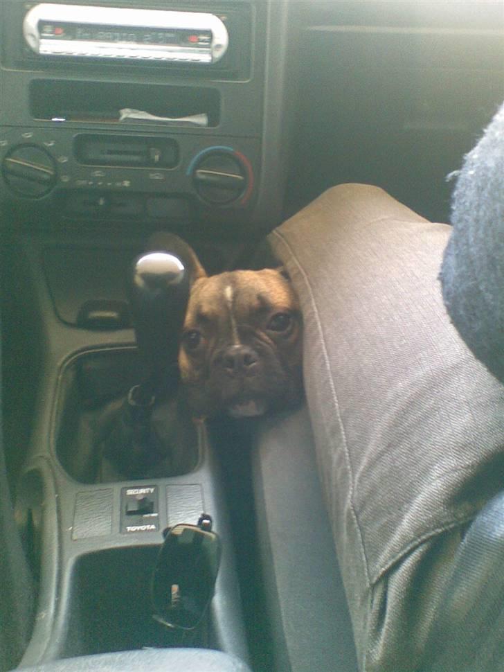 Fransk bulldog Ludwig - Skal man virkelig sidde her...bare fordi man er hoppet i søen... billede 9