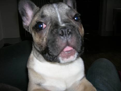 Fransk bulldog Ludwig - Jep...Jeg kan nemlig også synge billede 10