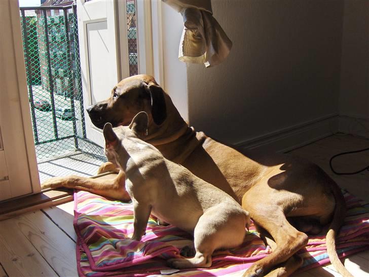 Fransk bulldog Ludwig - Mande hygge i solen ;O) billede 11