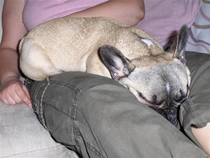 Fransk bulldog Ludwig - Jeg kan stadig godt ligge på skødet ;O) billede 12