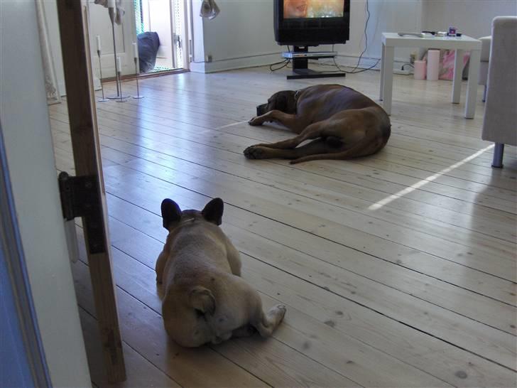 Fransk bulldog Ludwig - Mon jeg tør rykke tættere på ?? billede 13