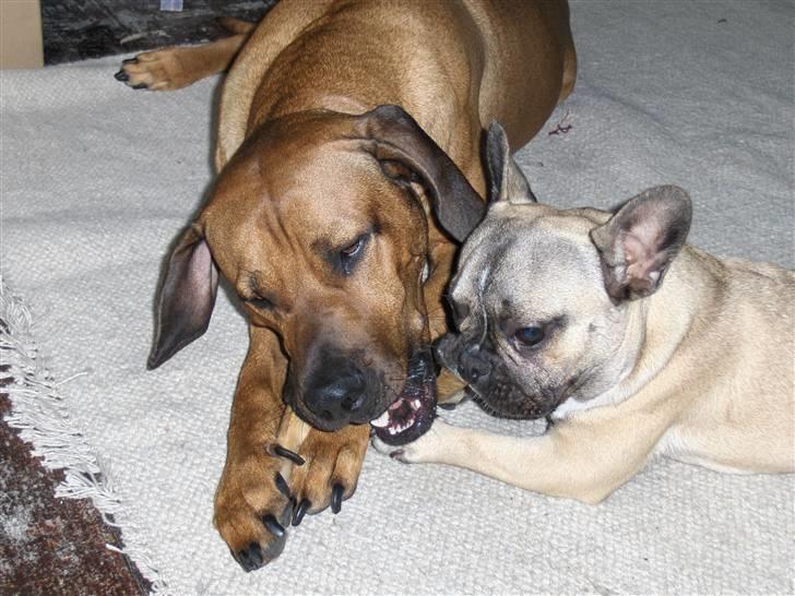 Fransk bulldog Ludwig - Min bedste ven og jeg nyder vores kødben ;O) billede 14