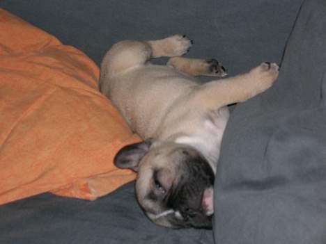 Fransk bulldog Ludwig - Jo, sådan kan man da godt sove... billede 15