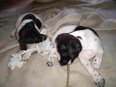 Dansk svensk gaardhund Cassie billede 6