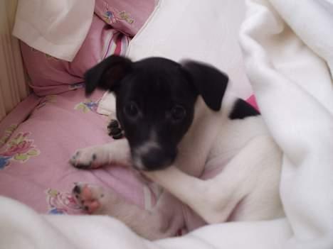 Dansk svensk gaardhund Cassie billede 7