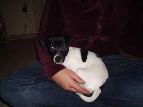 Dansk svensk gaardhund Cassie billede 8