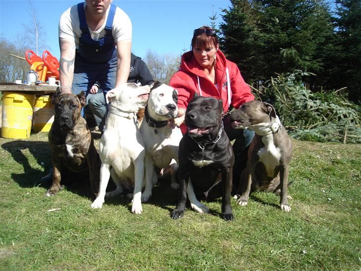 Amerikansk staffordshire terrier Targo  - Fra venstre: Azura, Tessa, Kenzo, mig(Targo) og Zeyia billede 19