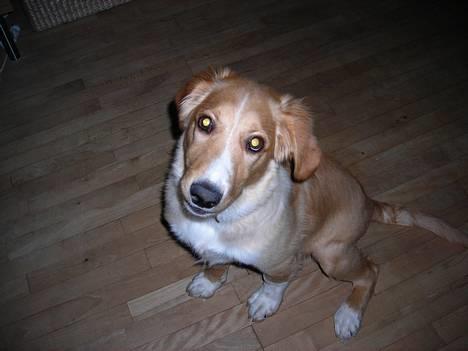 Blanding af racer Buller.... - er jeg ikke sød  billede 1