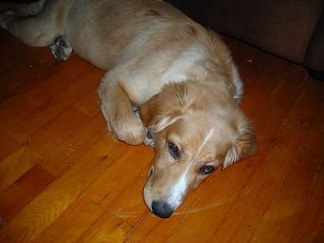 Blanding af racer Buller.... - alle har brug for en slapper en gang imellem billede 2