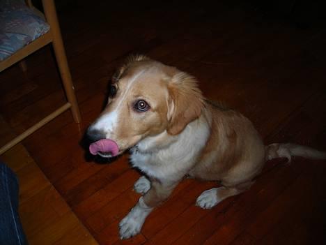 Blanding af racer Buller.... - Humm,  hvad skal i have  billede 3