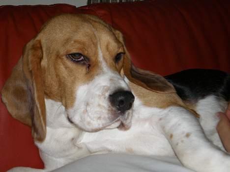 Beagle Anders billede 1