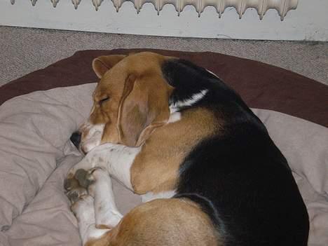 Beagle Anders billede 2