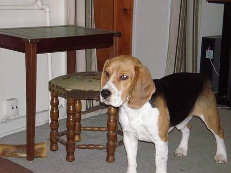 Beagle Anders billede 3