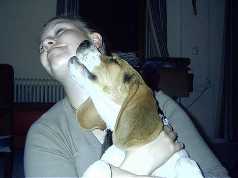 Beagle Anders billede 4