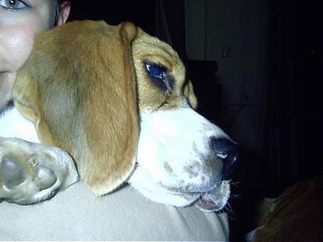 Beagle Anders billede 5