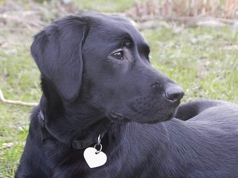 Labrador retriever Nicki - ... billede 18