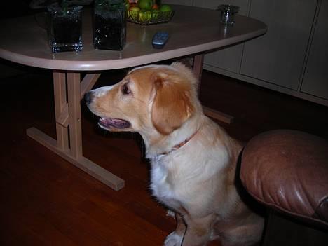 Blanding af racer Buller.... - shhh jeg ser fjernsyn billede 4