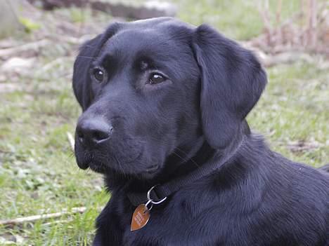 Labrador retriever Nicki - ... billede 19