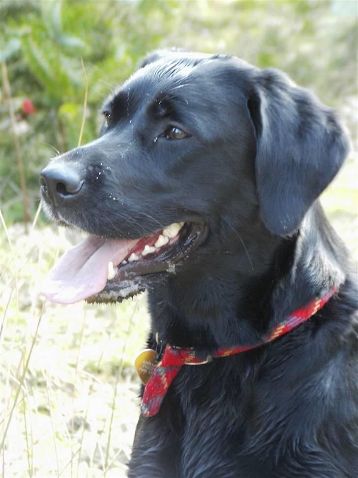 Labrador retriever Nicki - ... billede 20