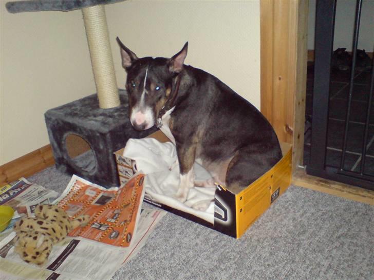 Bullterrier miniature   tazz - øv min kurv er optaget, så må jeg jo bare tage Fridas kasse.... billede 19