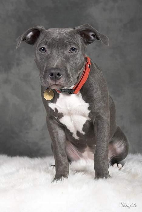 Amerikansk staffordshire terrier zika billede 15