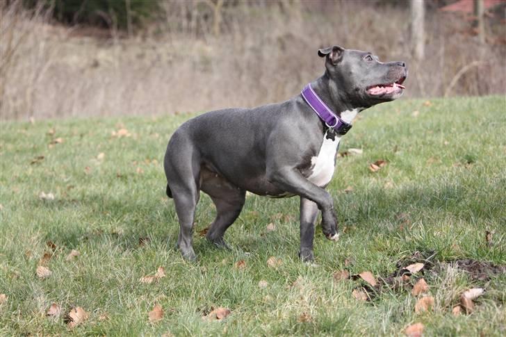 Amerikansk staffordshire terrier zika billede 16