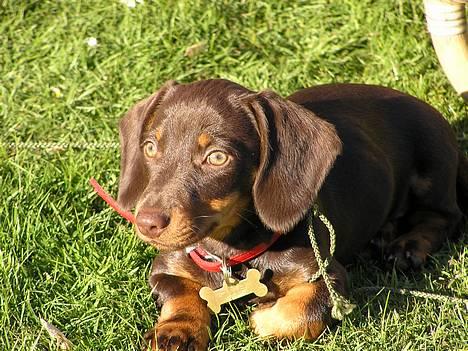 Gravhund Tulle billede 1