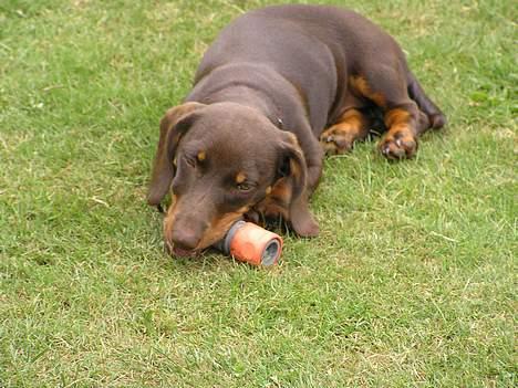 Gravhund Tulle billede 2