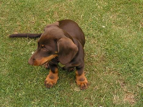 Gravhund Tulle billede 3