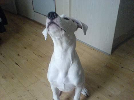 Amerikansk bulldog Fiona billede 14