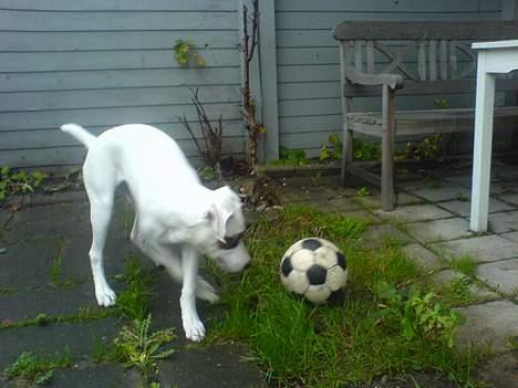 Amerikansk bulldog Fiona billede 15