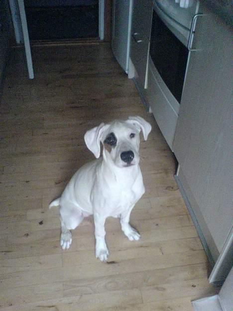 Amerikansk bulldog Fiona billede 16