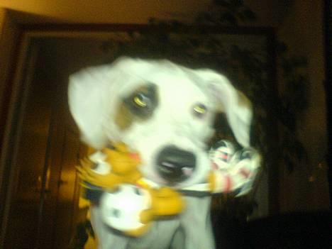 Amerikansk bulldog Fiona billede 17