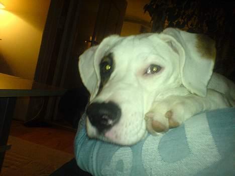 Amerikansk bulldog Fiona billede 18