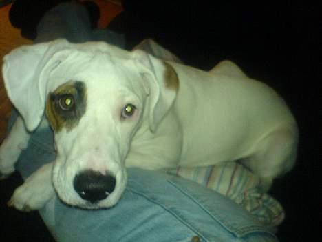 Amerikansk bulldog Fiona billede 19