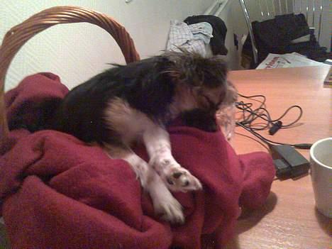 Blanding af racer Chica - så træt man bliver af at være ude og lege med gravhunde billede 7